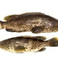 Two groupers on white background