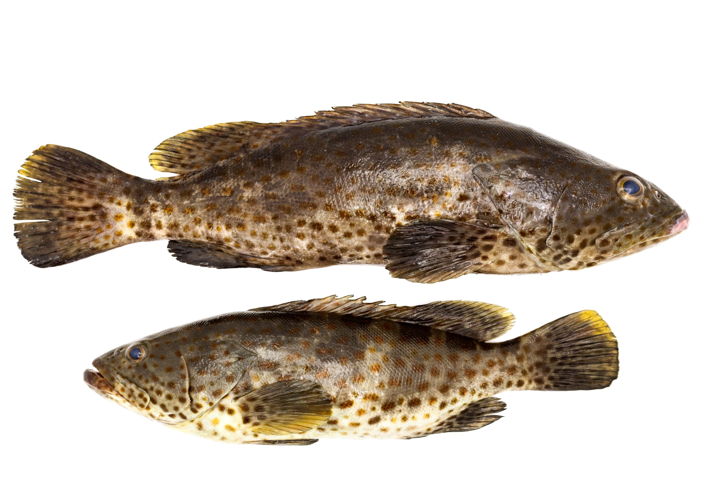Two groupers on white background