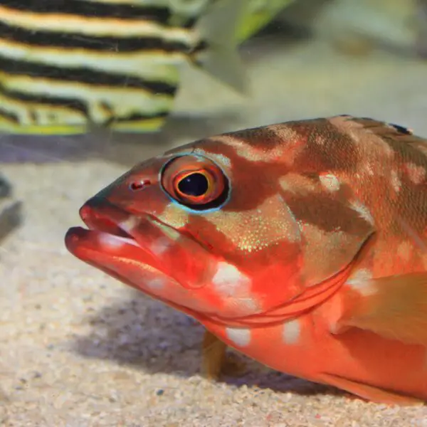 Blacktip Grouper