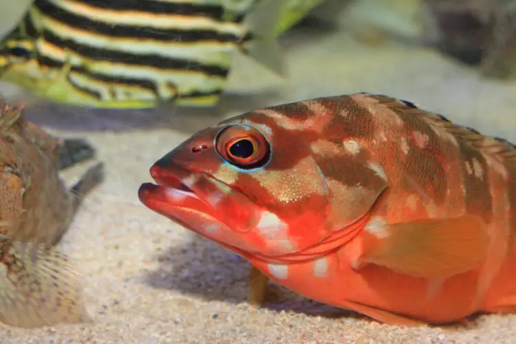 Blacktip Grouper