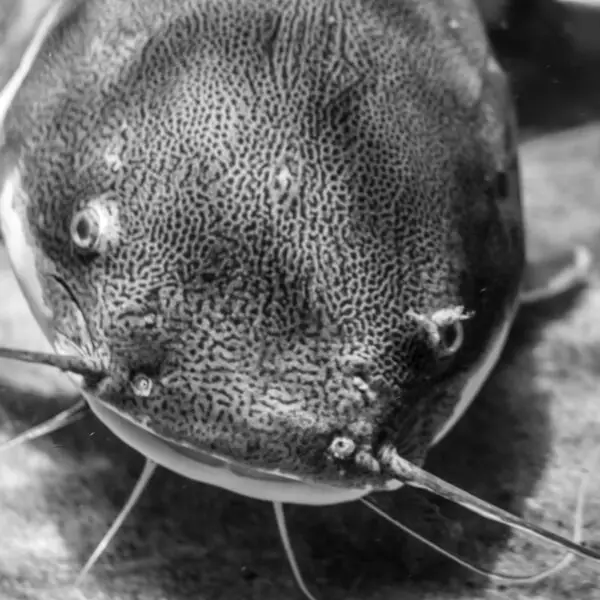 Catfish Close up