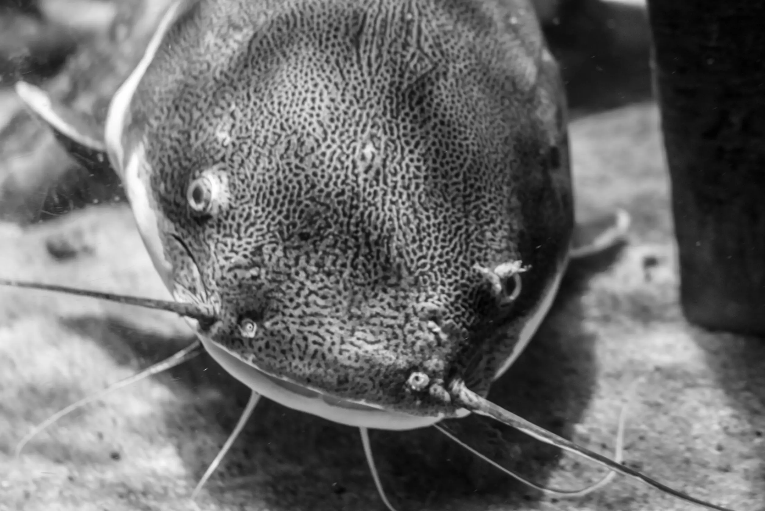 Catfish Close up