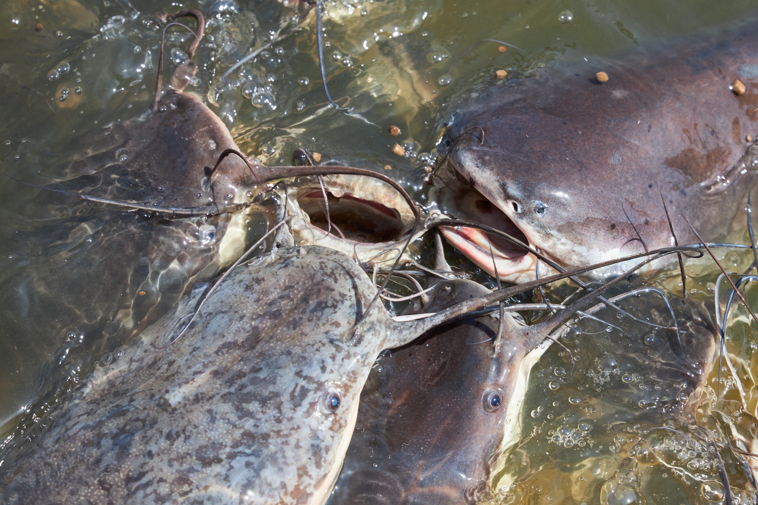 Catfish all together