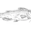 Catfish illustration