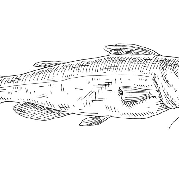 Catfish illustration