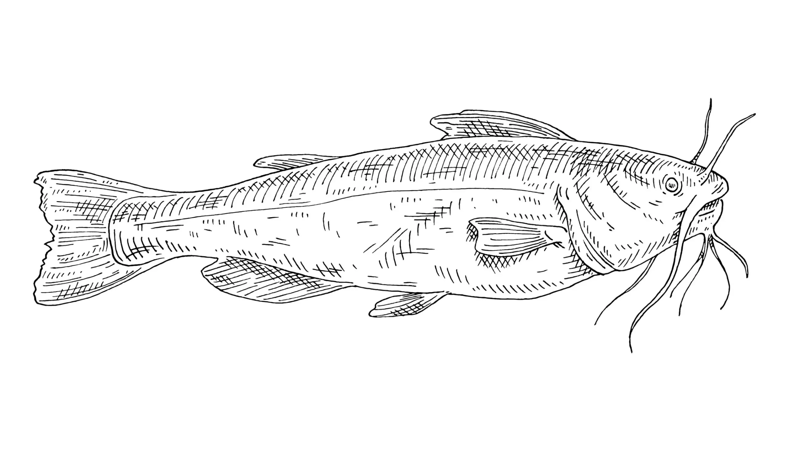 Catfish illustration