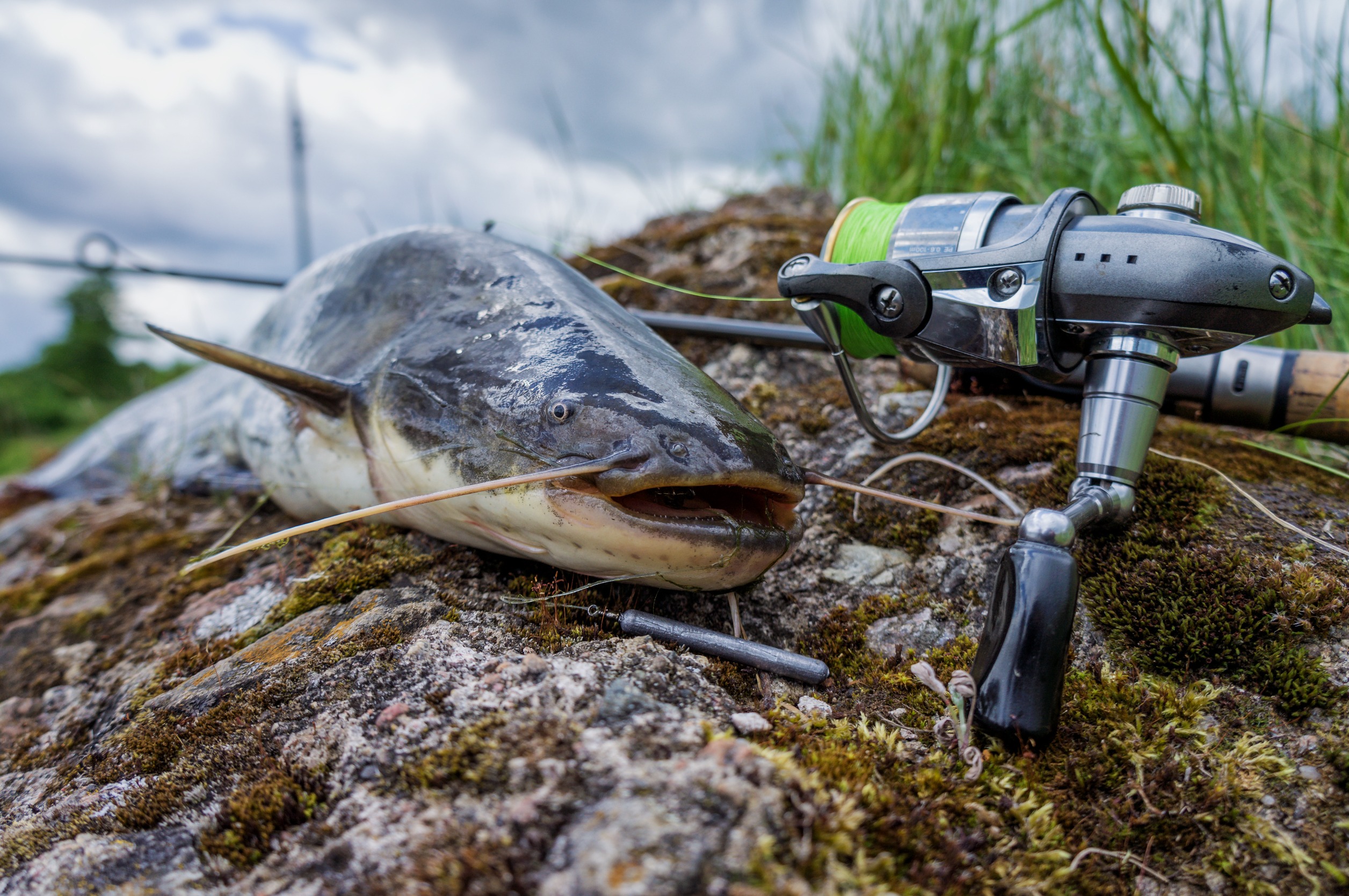 Catfish successfully caught