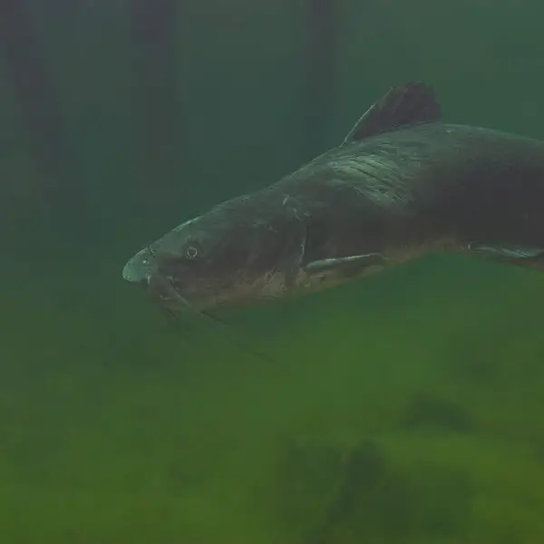 Channel Catfish in a river