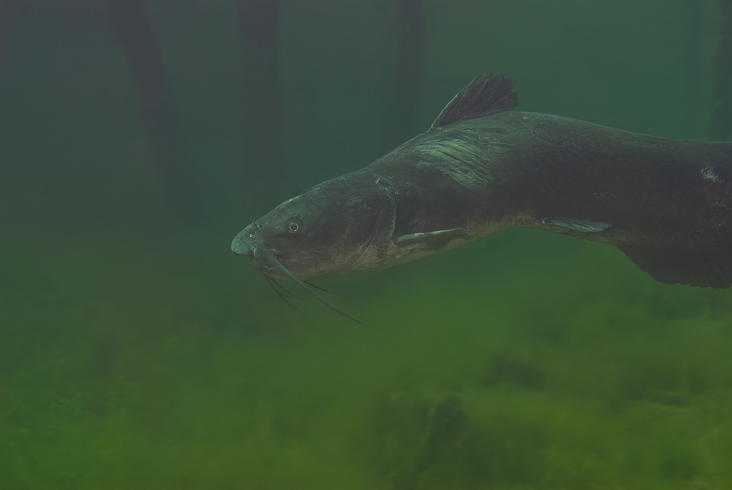 Channel Catfish in a river