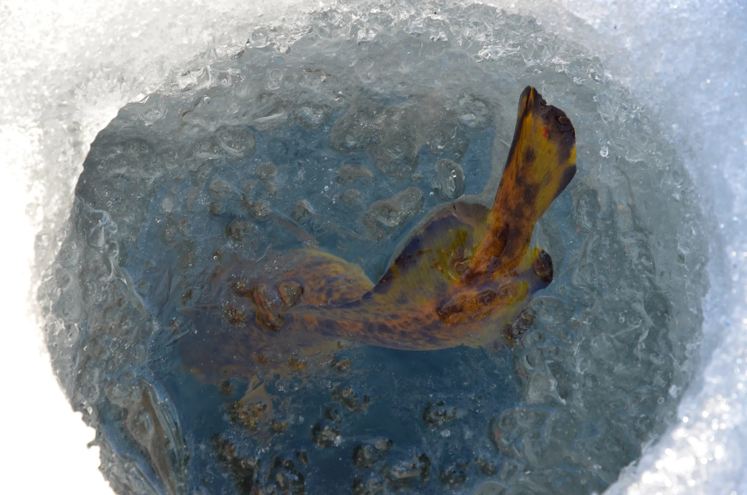 Fish in frozen water