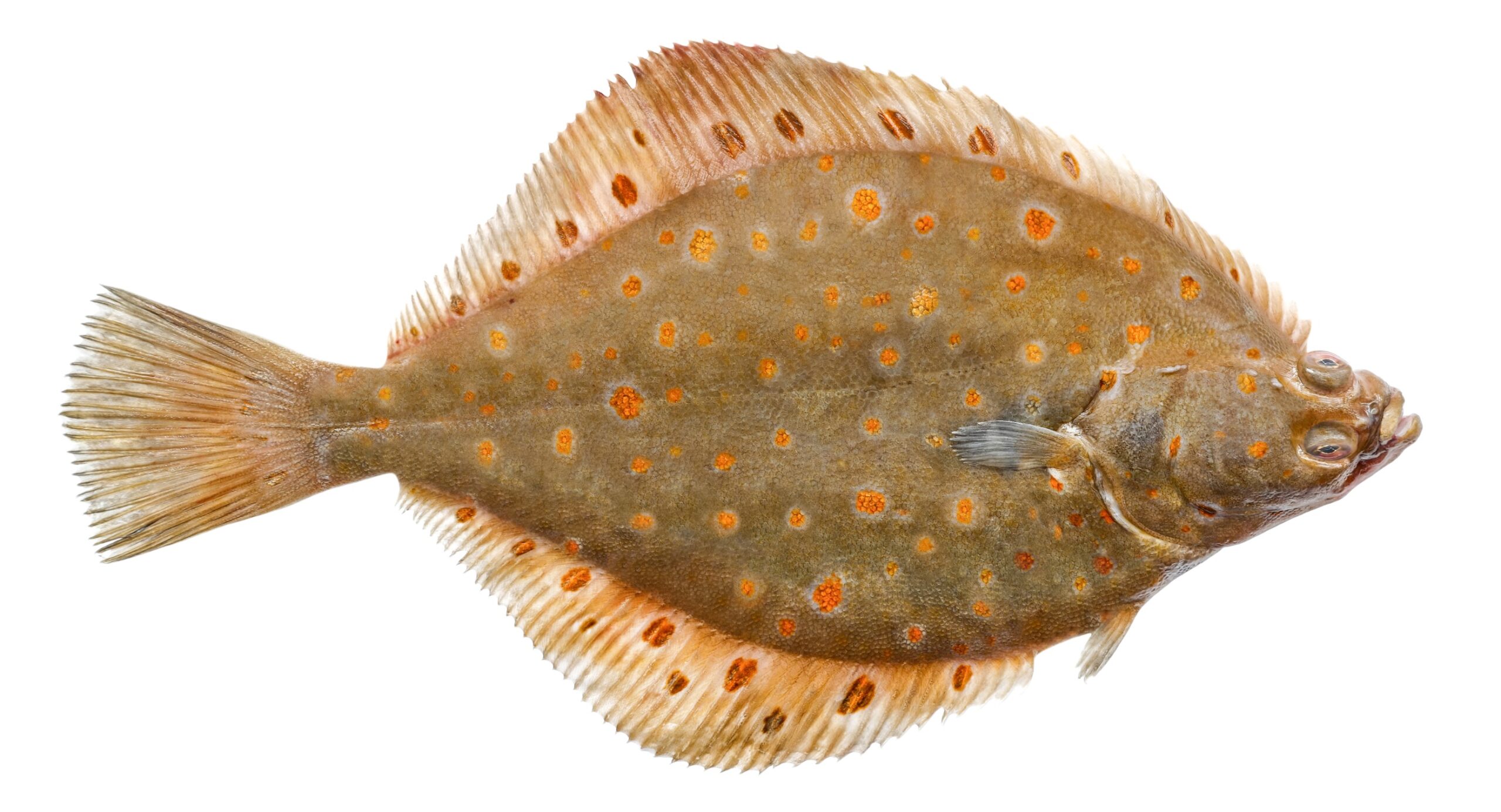 Flounder