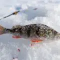 Frozen Perch which could be used a bait