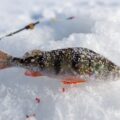 Frozen Perch which could be used a bait