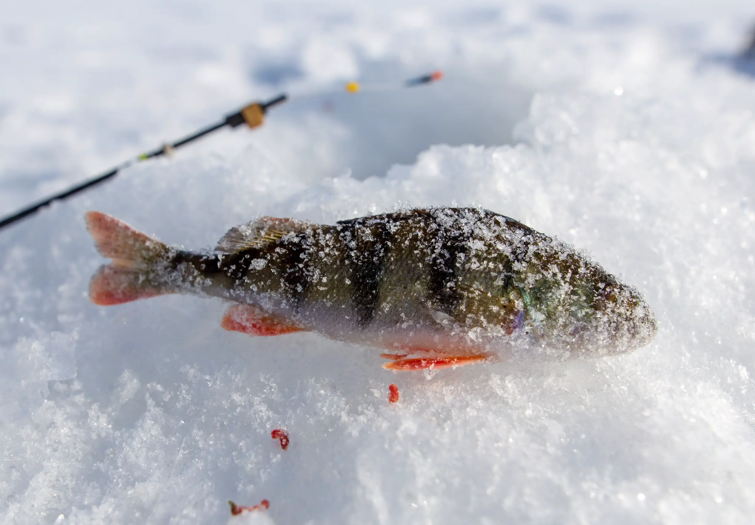 Frozen Perch which could be used a bait