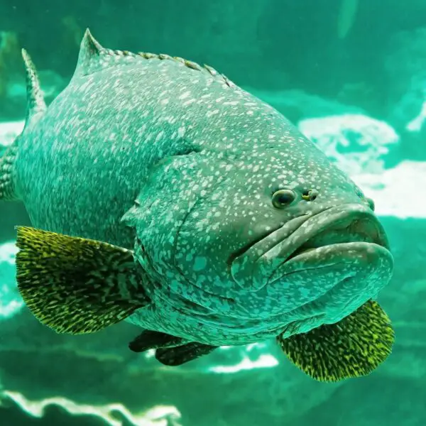 Grouper in a light background