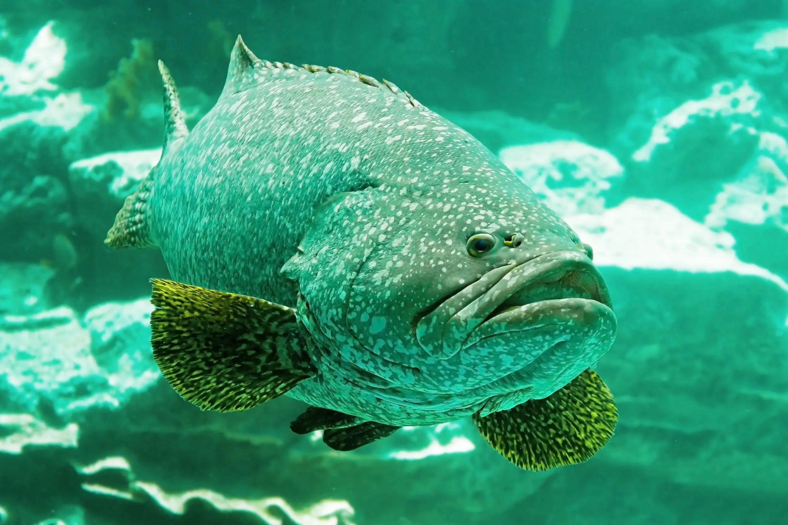 Grouper in a light background