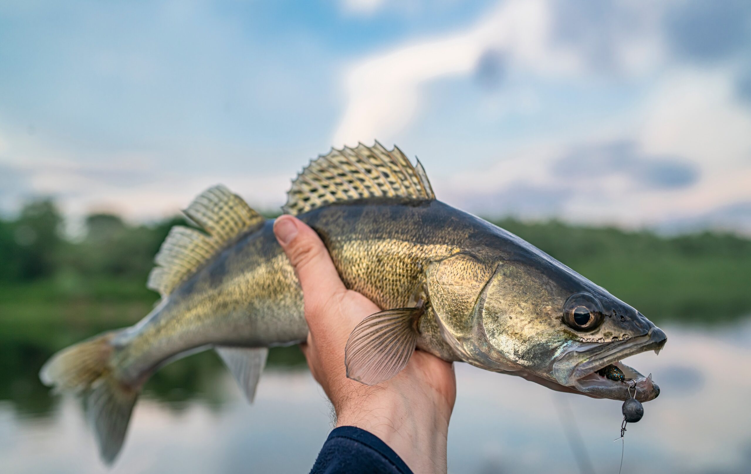 Holding a walleye