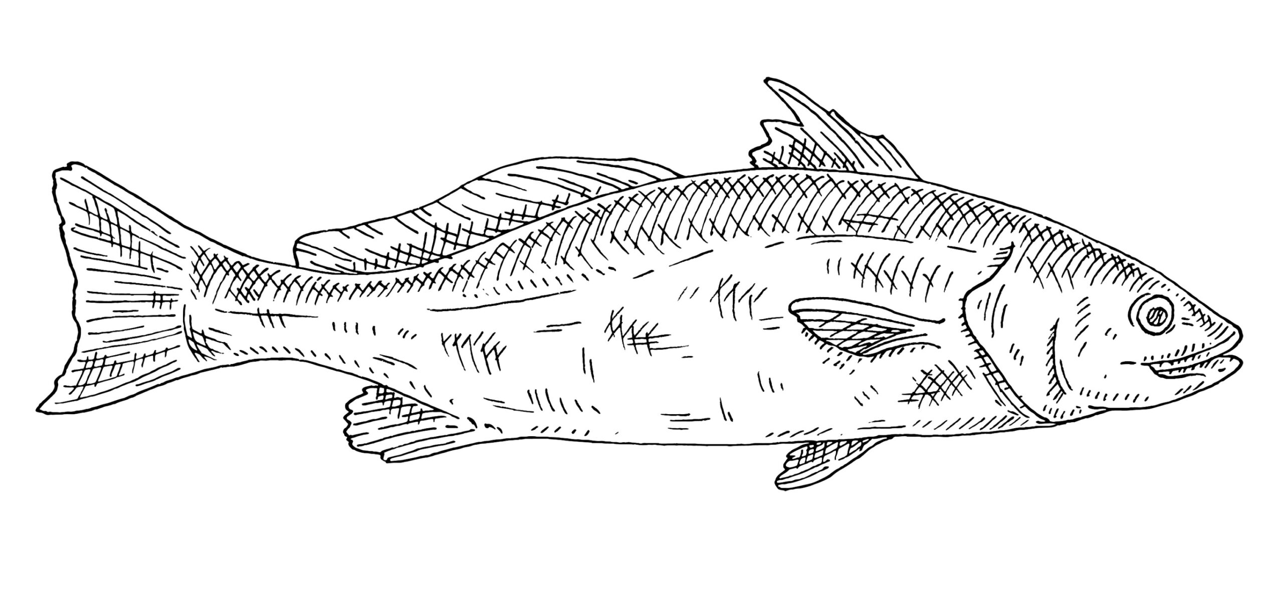 Red Drum illustration
