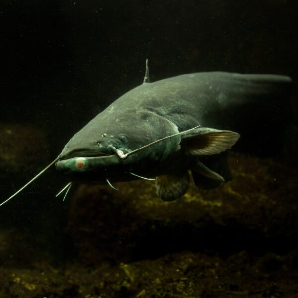 Wels Catfish