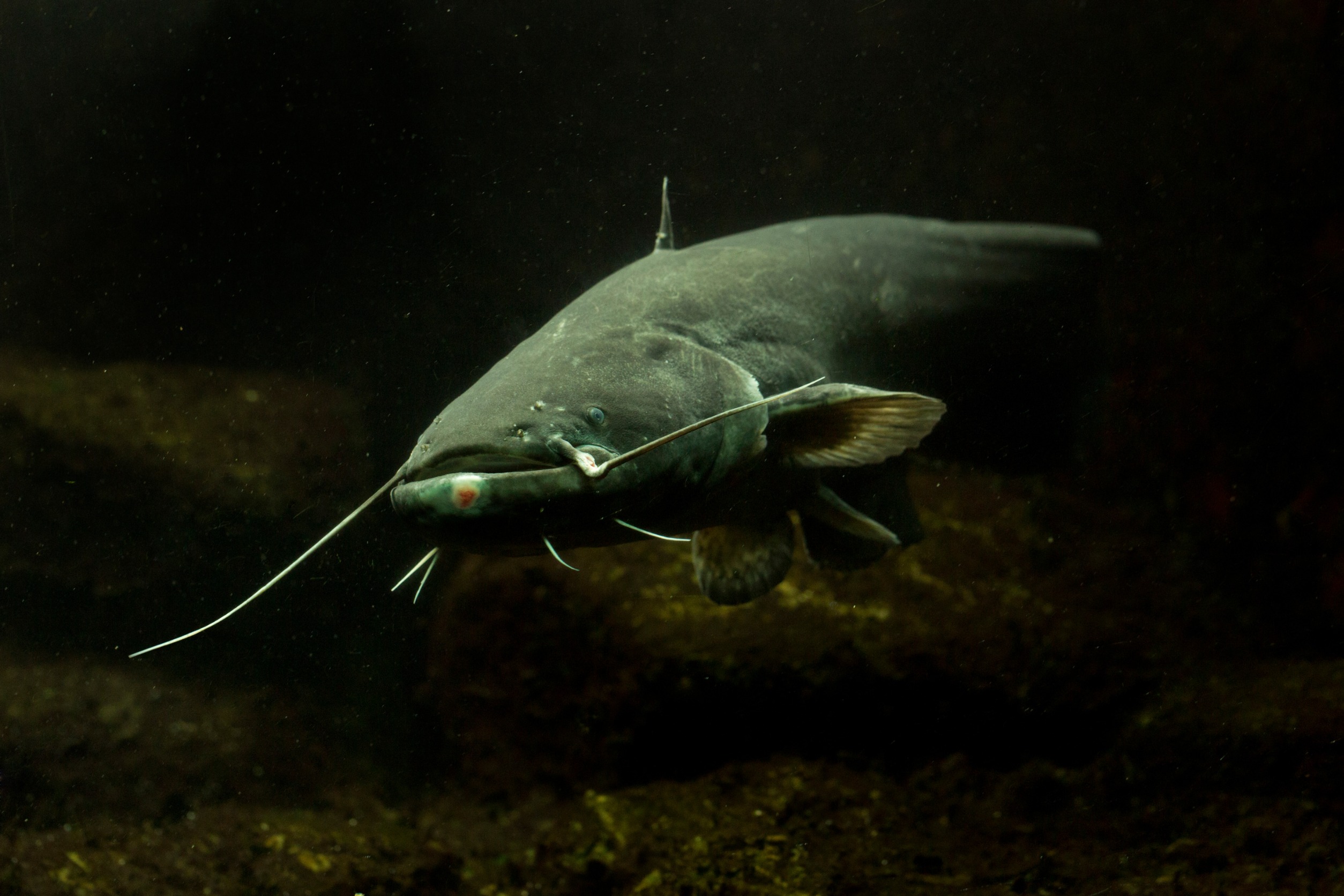 Wels Catfish