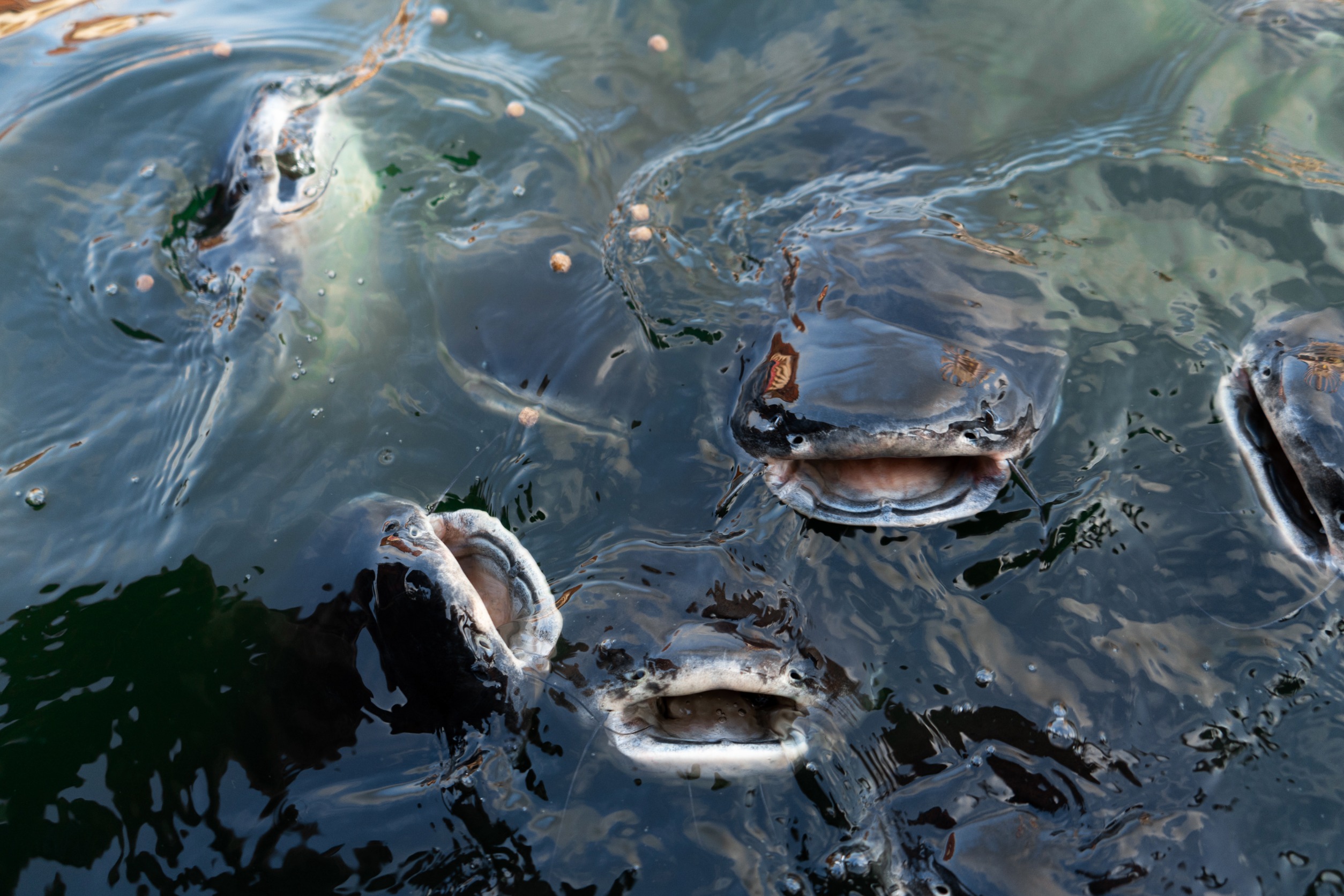 Catfish being fed