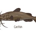 Catfish illustration with big barbels