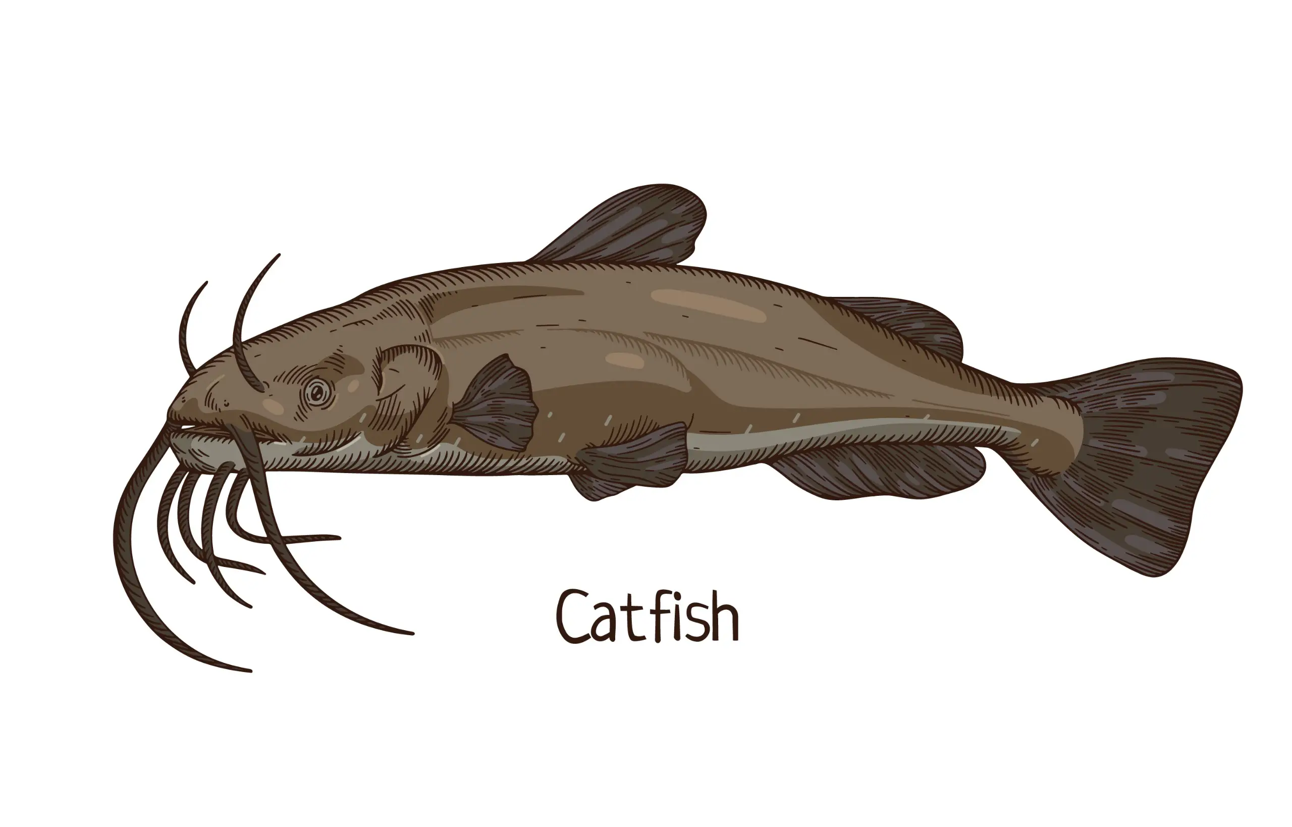 Catfish illustration with big barbels