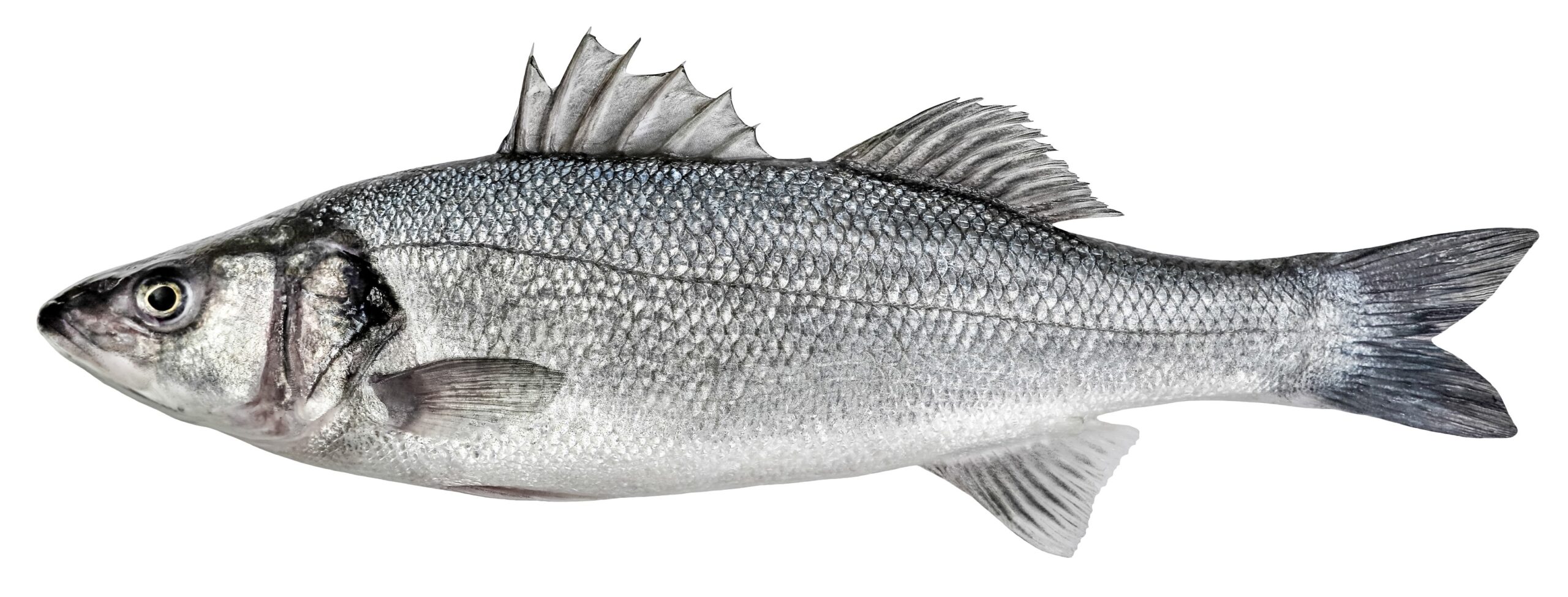 European seabass