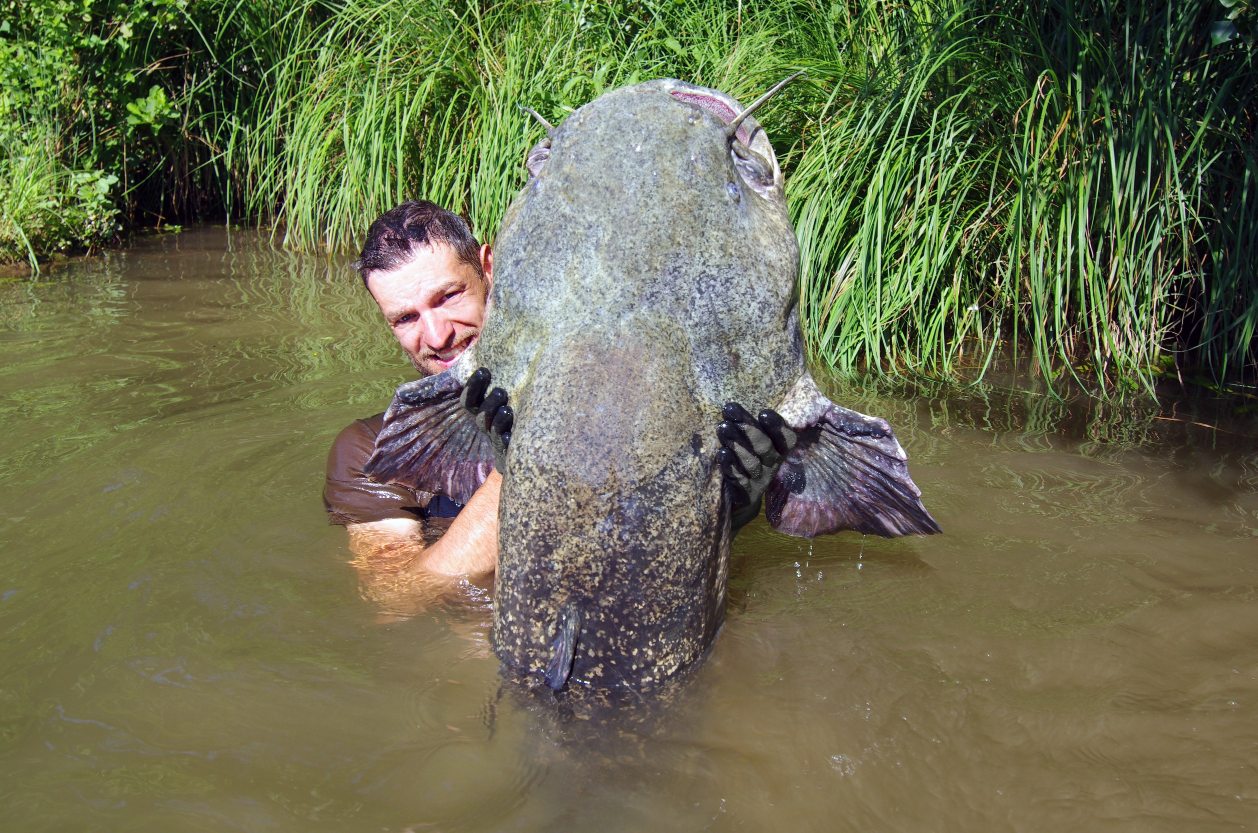 Giant Catfish