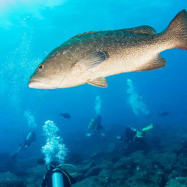 Black grouper