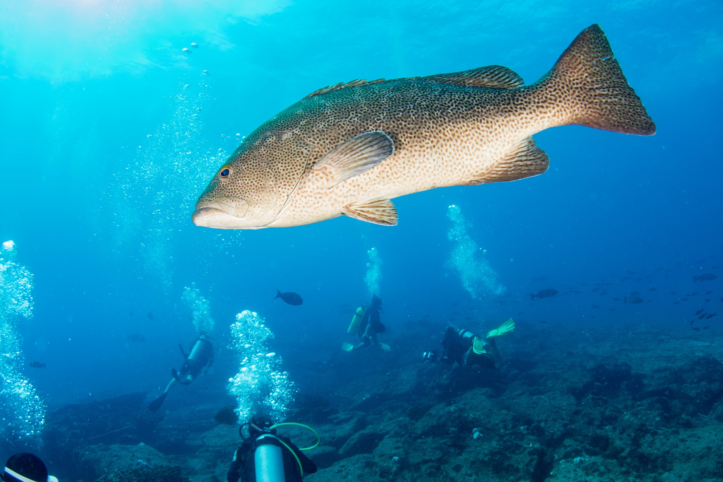 Black grouper