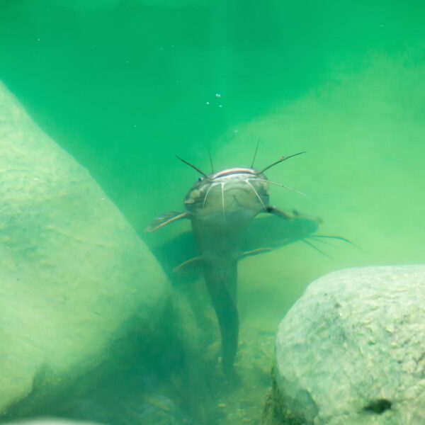 Catfish at a bottom of a lake