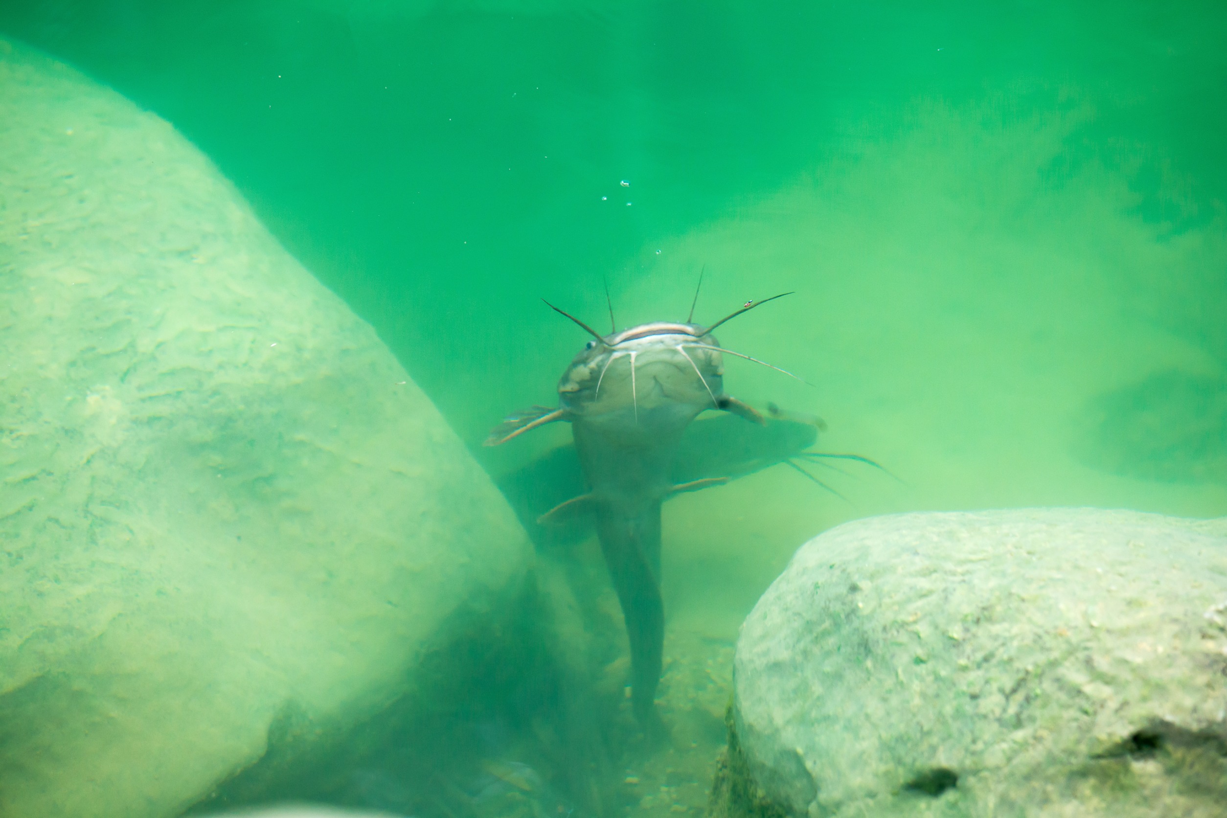 Catfish at a bottom of a lake