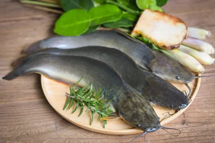Catfish on a plate