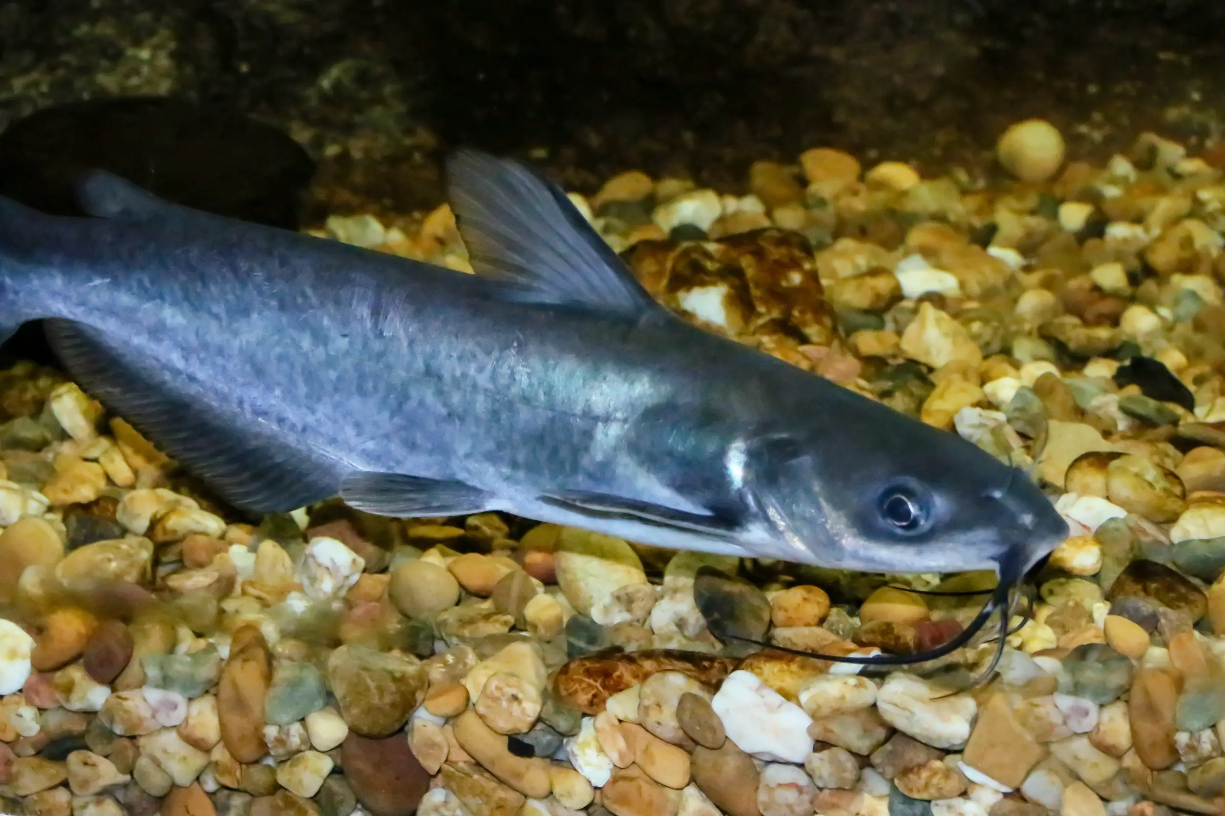 Channel catfish- Ictalurus punctatus species
