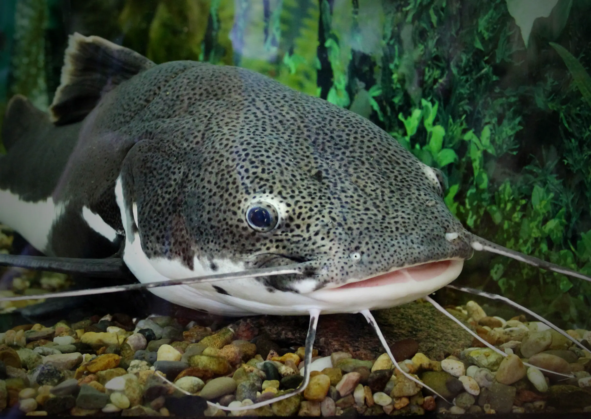 Closeup of a catfish