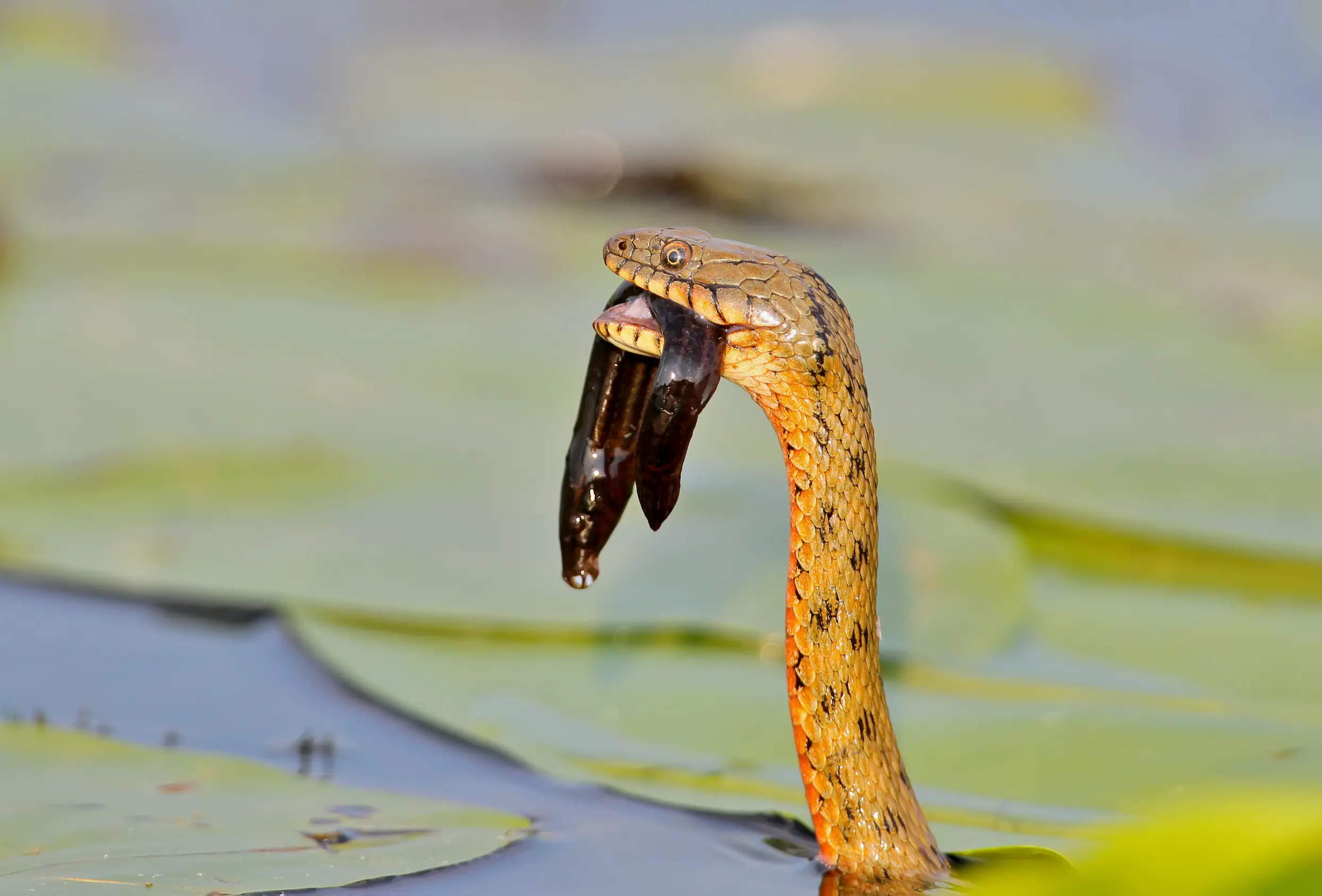 Dice snake eating a fish