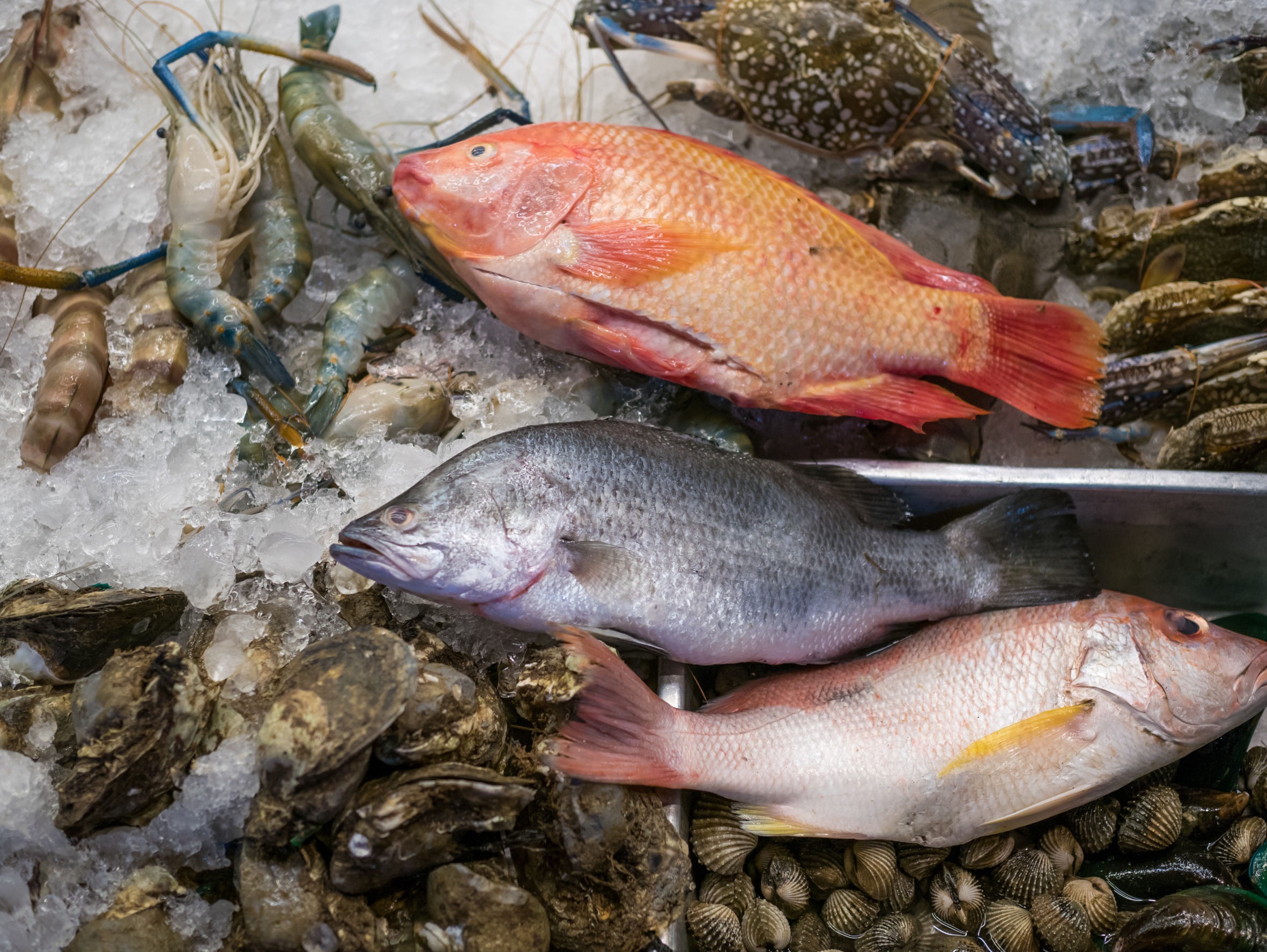 Red grouper on ice