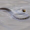 Snake in the water