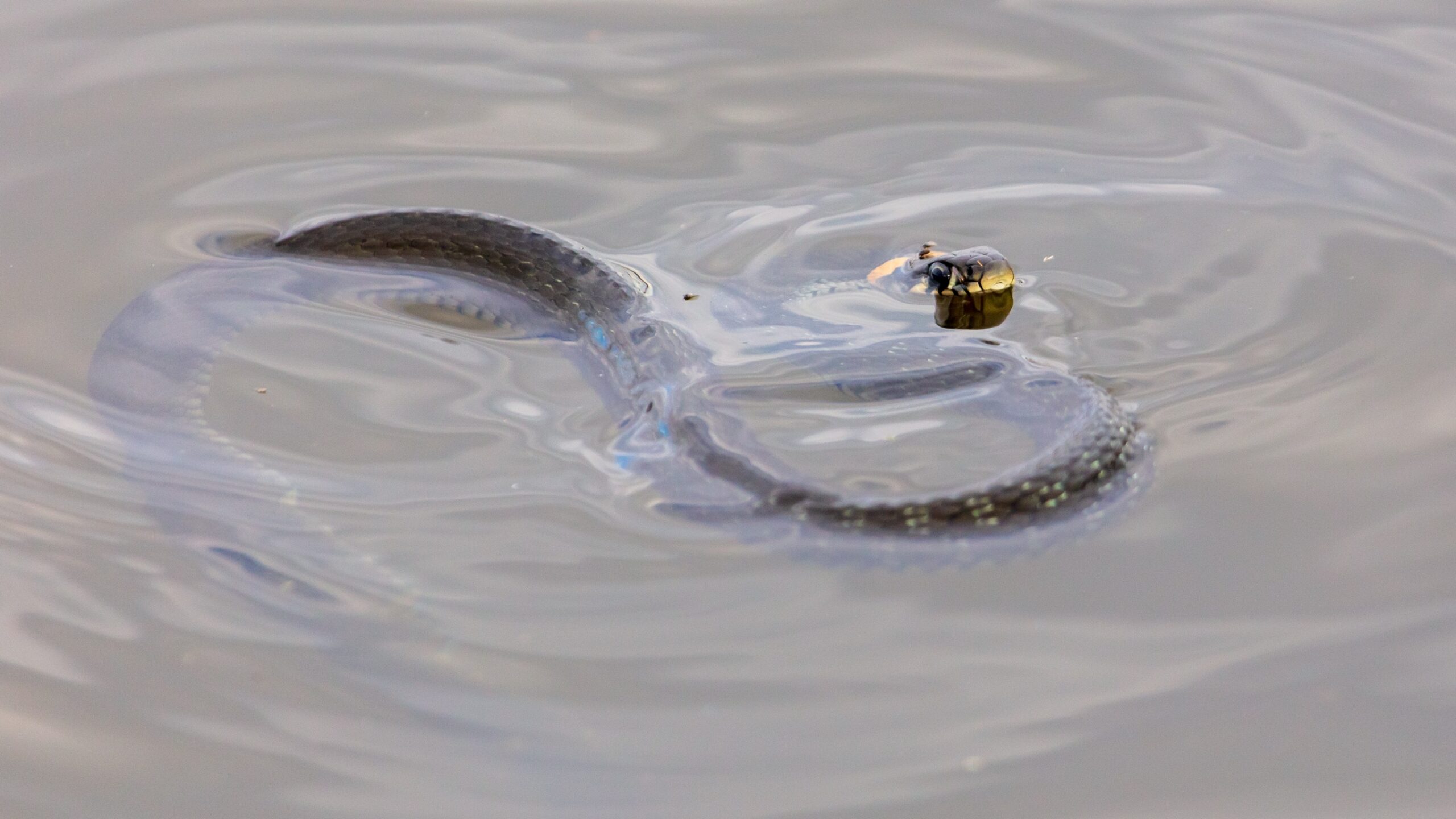 Snake in the water