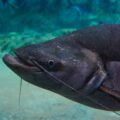 Close up of a Big Pangasius