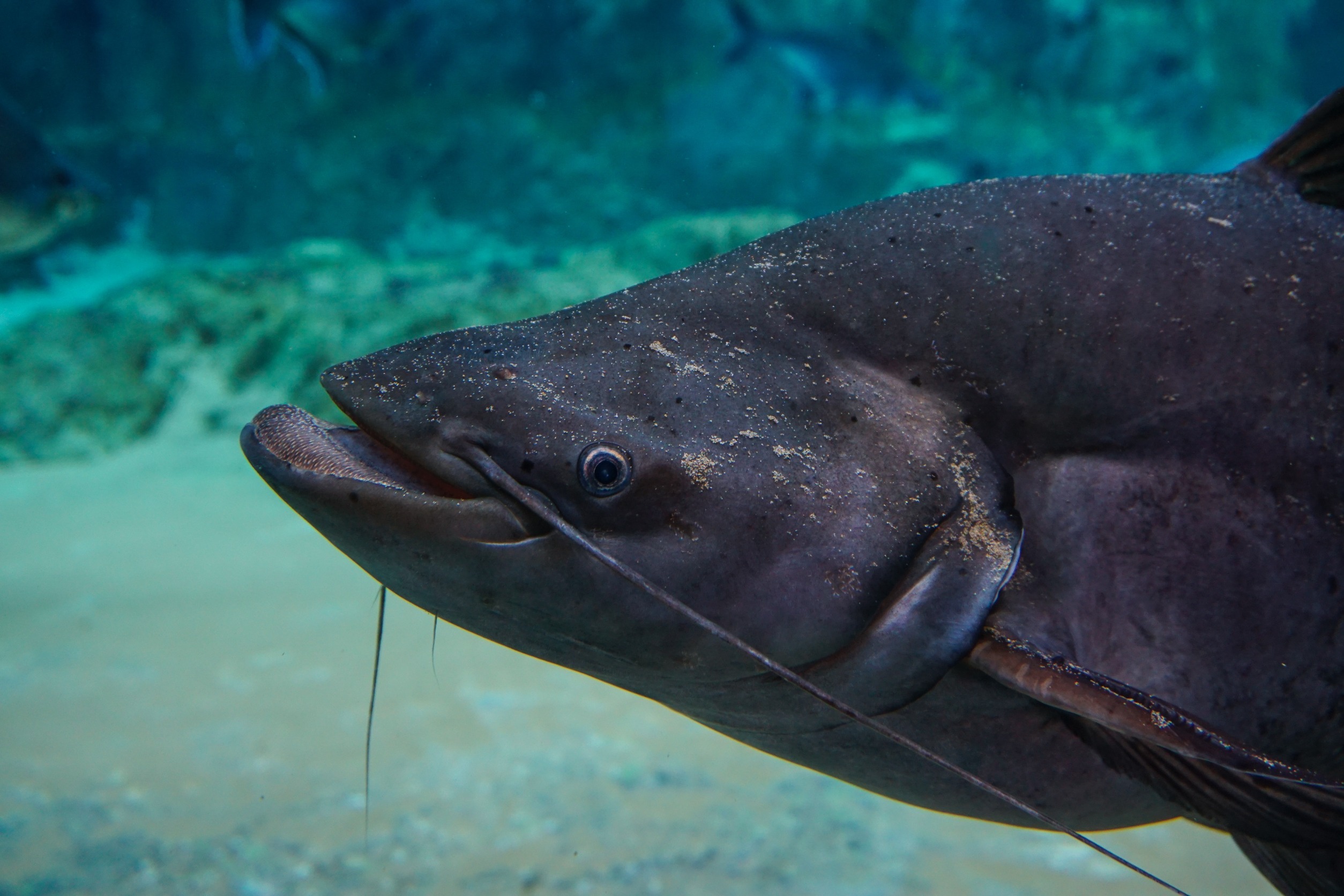 Close up of a Big Pangasius