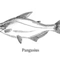 Pangasius illustration