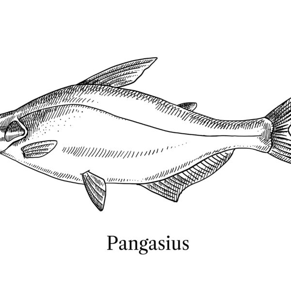Pangasius illustration