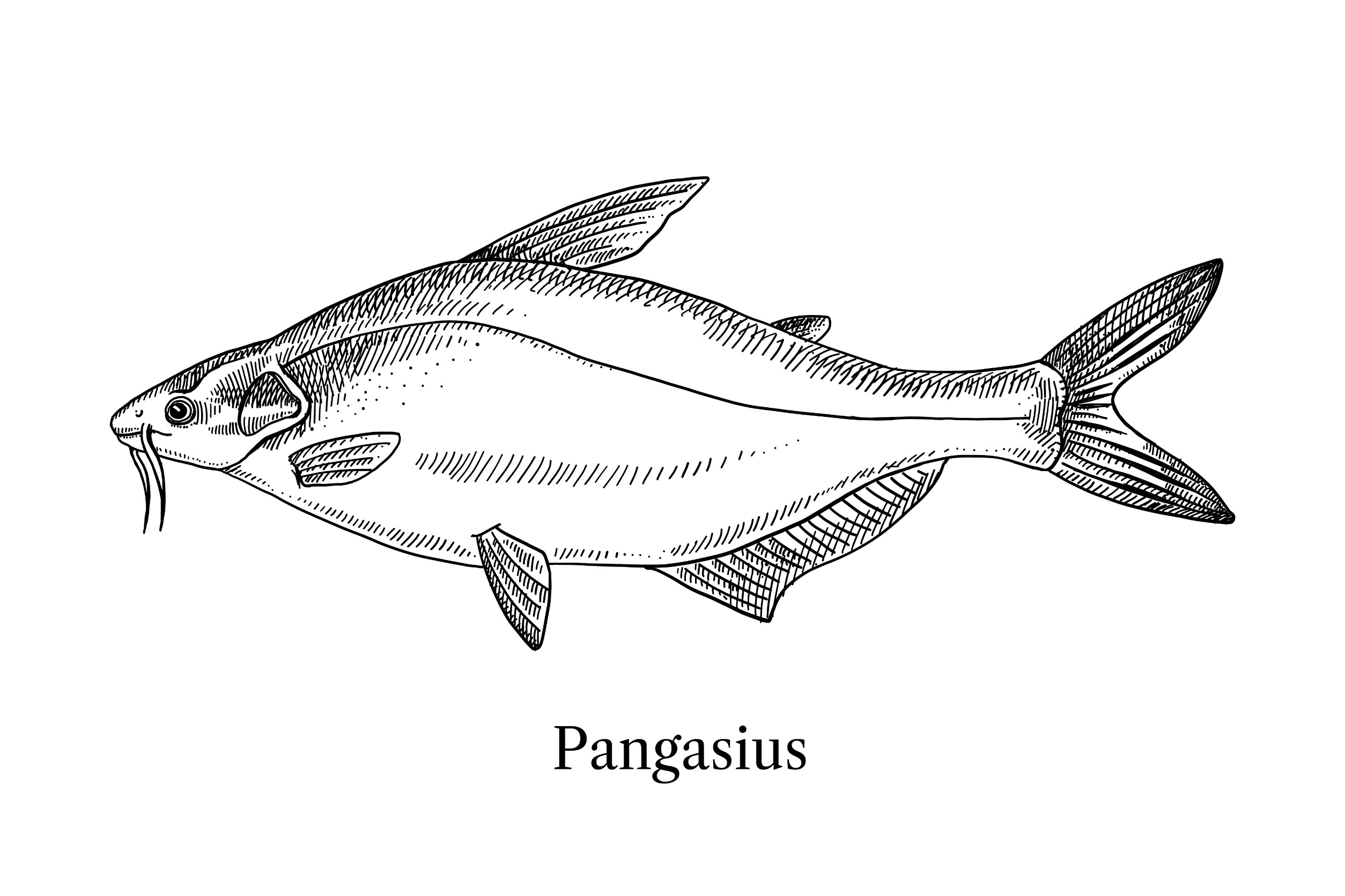 Pangasius illustration