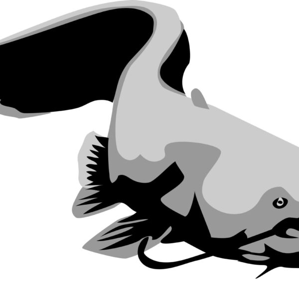 Wels Catfish black white illustration