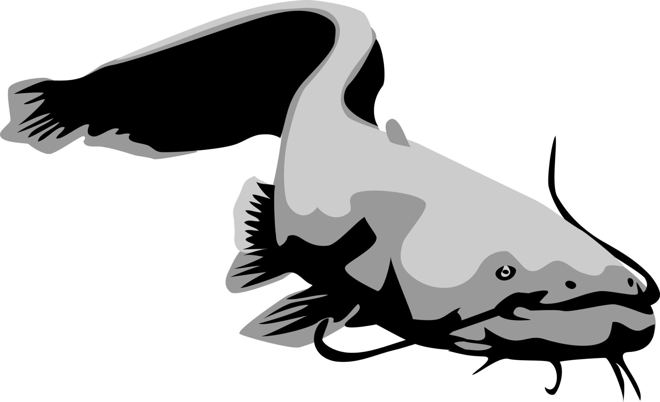 Wels Catfish black white illustration