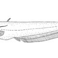 Wels Catfish illustration