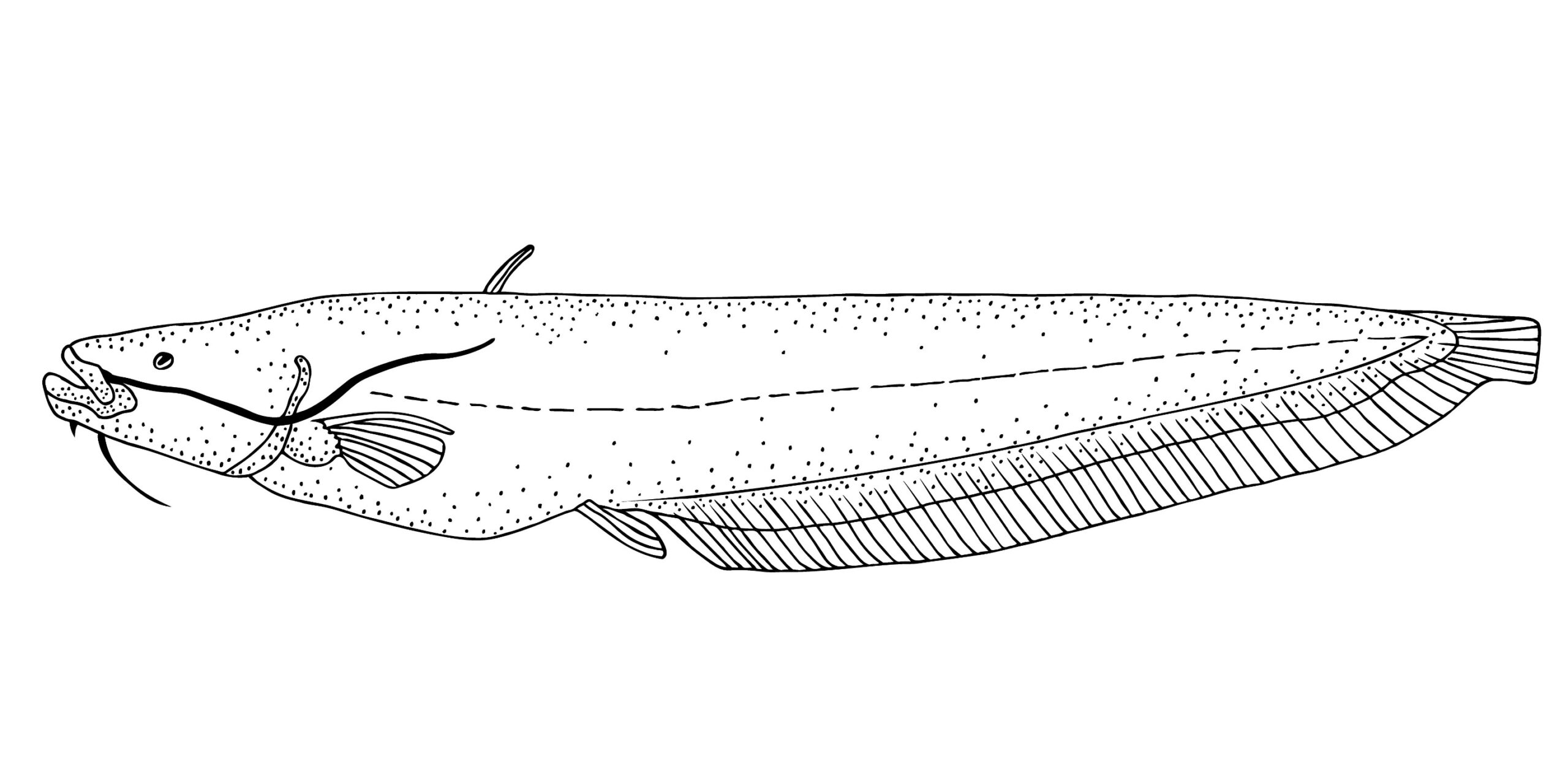 Wels Catfish illustration