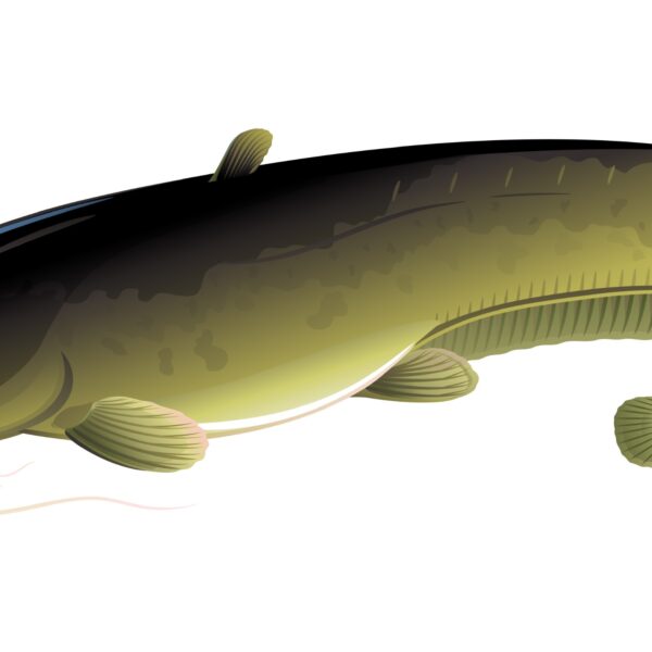 Wels Catfish illustration